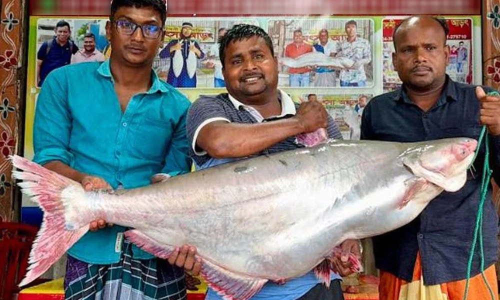 এক পাঙ্গাস ৪৫ হাজার টাকায় বিক্রি