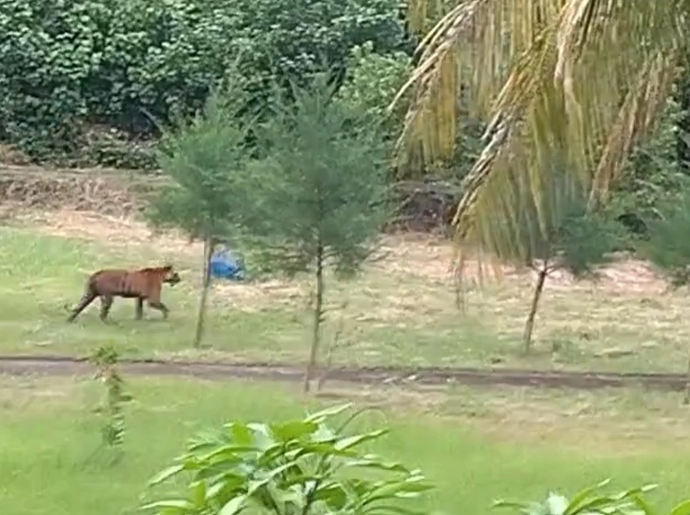 বন অফিসের সামনে বাঘ, মোবাইলে ধারণ করলেন বনকর্মীরা