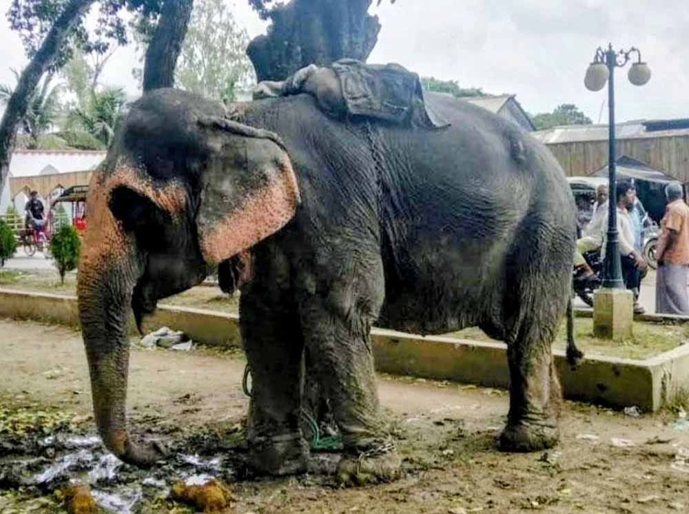 ফরিদপুরে হাতির ধাক্কায় অটোরিকশা উল্টে শিশু নিহত
