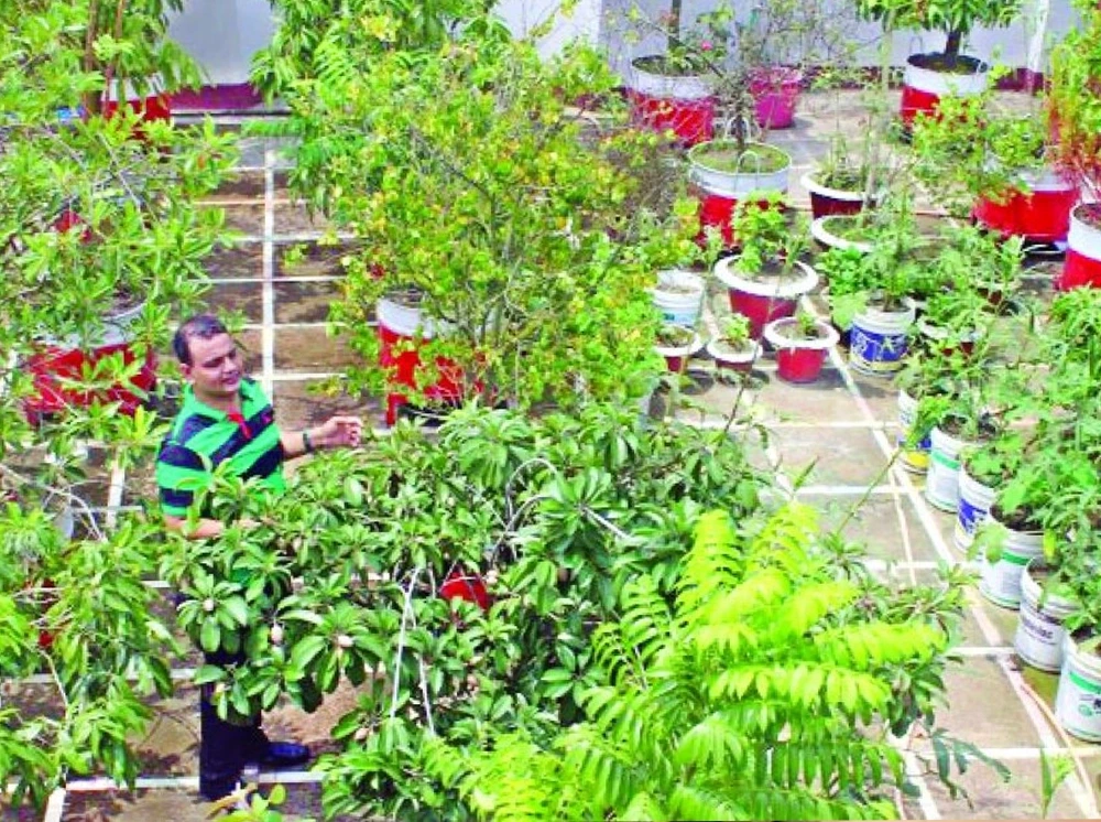 বর্ষায় ছাদবাগানের যত্ন যেভাবে নেবেন