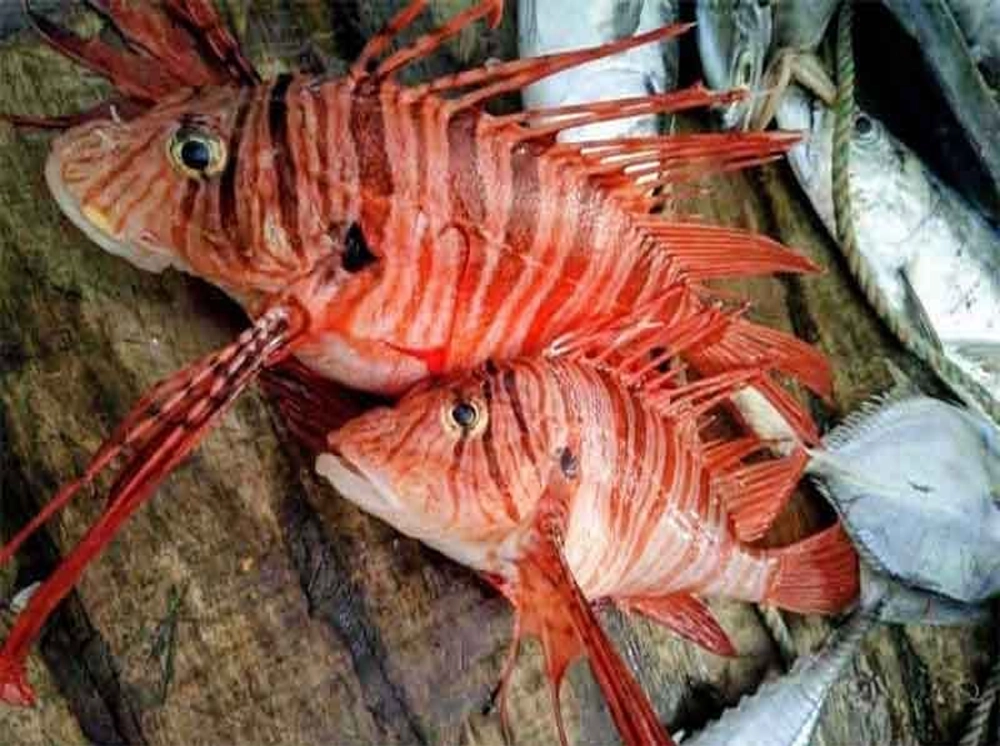 বঙ্গোপসাগরে জেলের জালে ধরা পড়ল বিরল ‘লায়নফিশ’