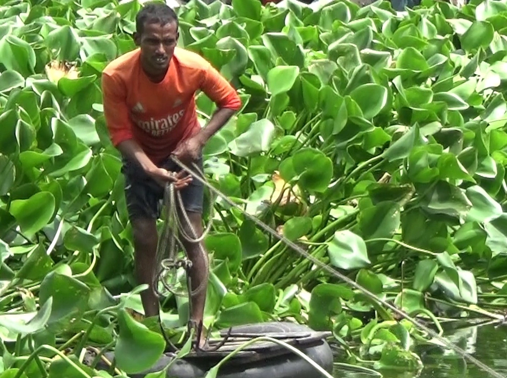 খাল থেকে তোলা কচুরিপানার তৈরি পণ্য যাচ্ছে বিদেশ