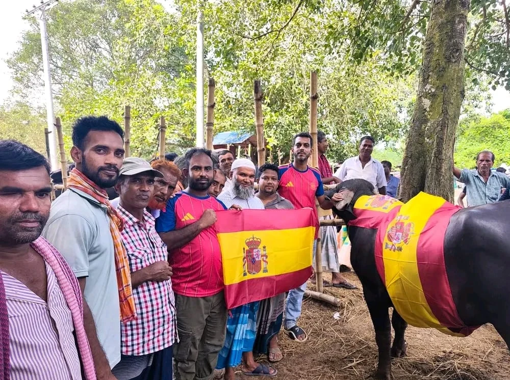বিশ্বকাপ ফাইনালকে ঘিরে মাদারীপুরে মহিষ জবাই, সমর্থকদের ব্যাপক উচ্ছ্বাস