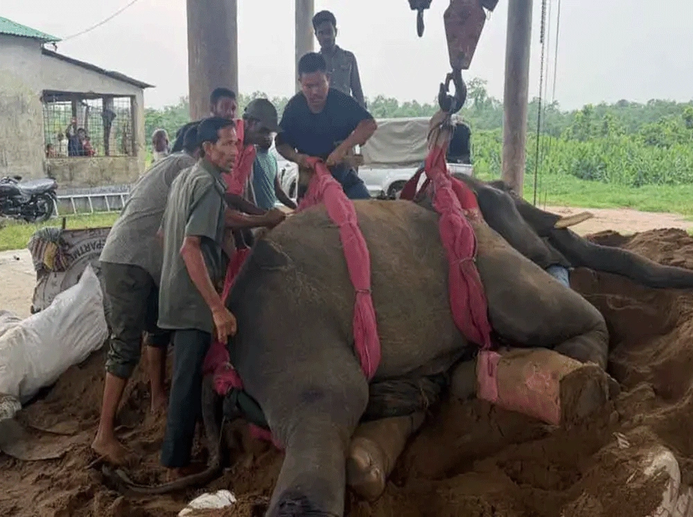 গাজীপুর সাফারি পার্কে রাজু বাহাদুরসহ দুই হাতির মৃত্যু