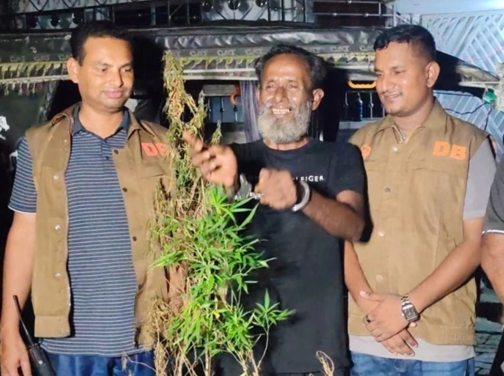বাগানের ভেতর গোপনে গাঁজা চাষ, অভিযুক্ত আটক