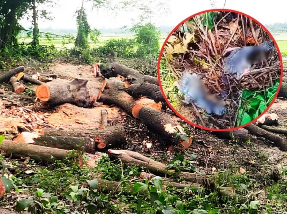 বৃক্ষ নিধনের ফলে পাখির বাসা-ডিম নষ্ট, অভিযুক্ত গ্রেফতার
