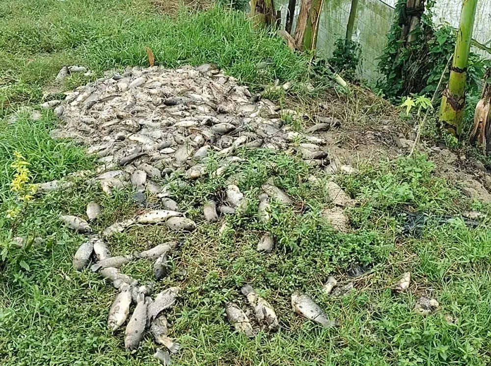 ময়মনসিংহে মাছের খামারে বিষ প্রয়োগ, ৩৫ লাখ টাকা ক্ষতির অভিযোগ