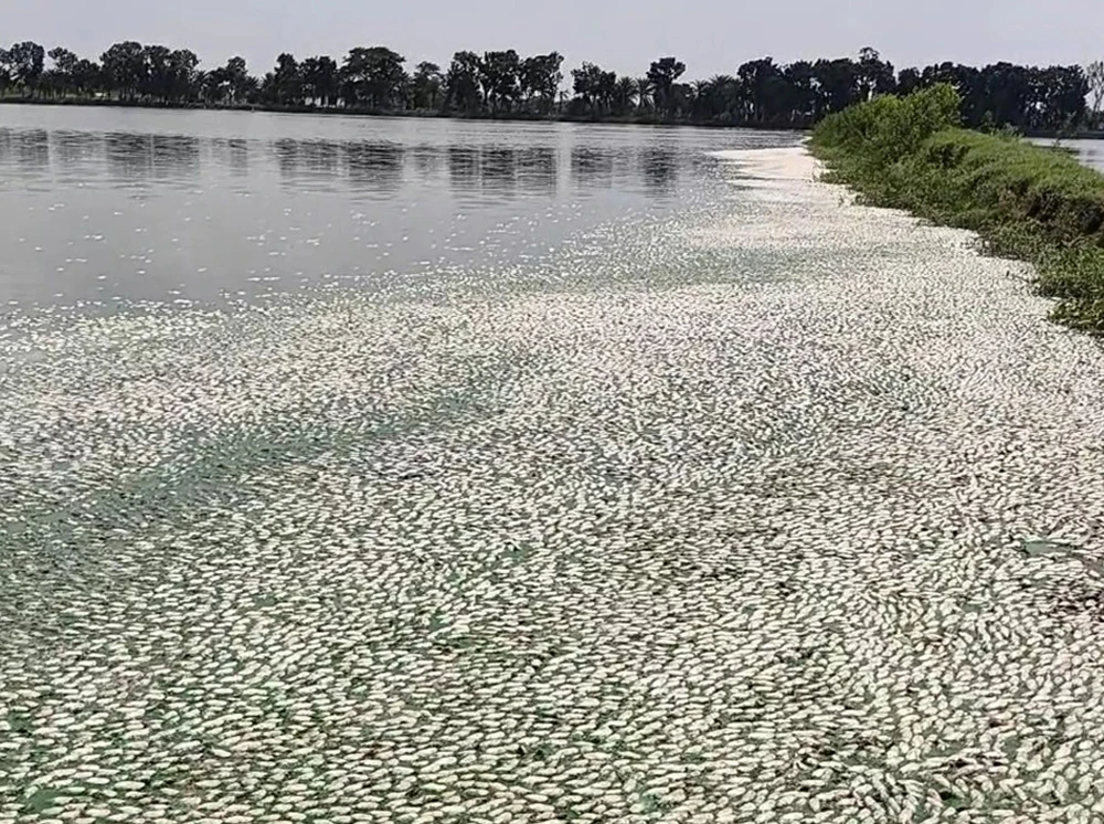 দীর্ঘ লোডশেডিংয়ে অক্সিজেন সংকট, মারা গেল ১৫ কোটি টাকার মাছ