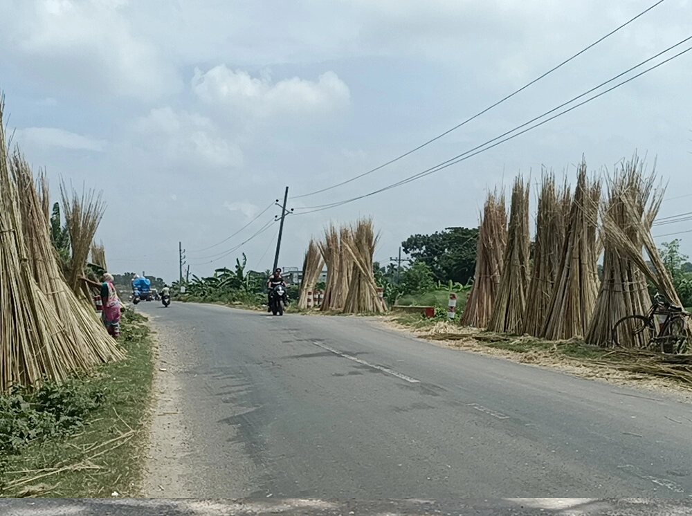 পাটকাঠি এখন কৃষকের আয়ের অন্যতম উৎস