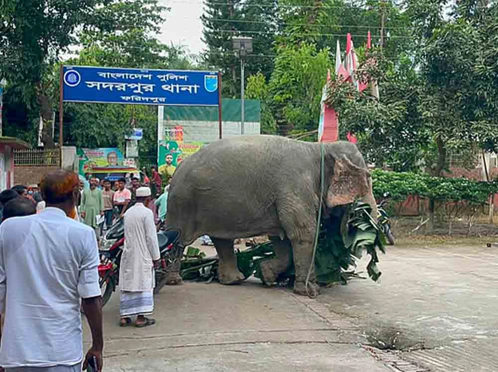 আদালতের সিদ্ধান্তে অপরাধী হাতি ফিরে যাচ্ছে মালিকের কাছে