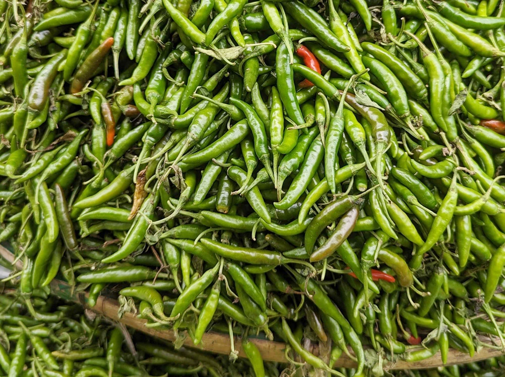 কাঁচা মরিচ আমদানির অনুমতি দিল সরকার