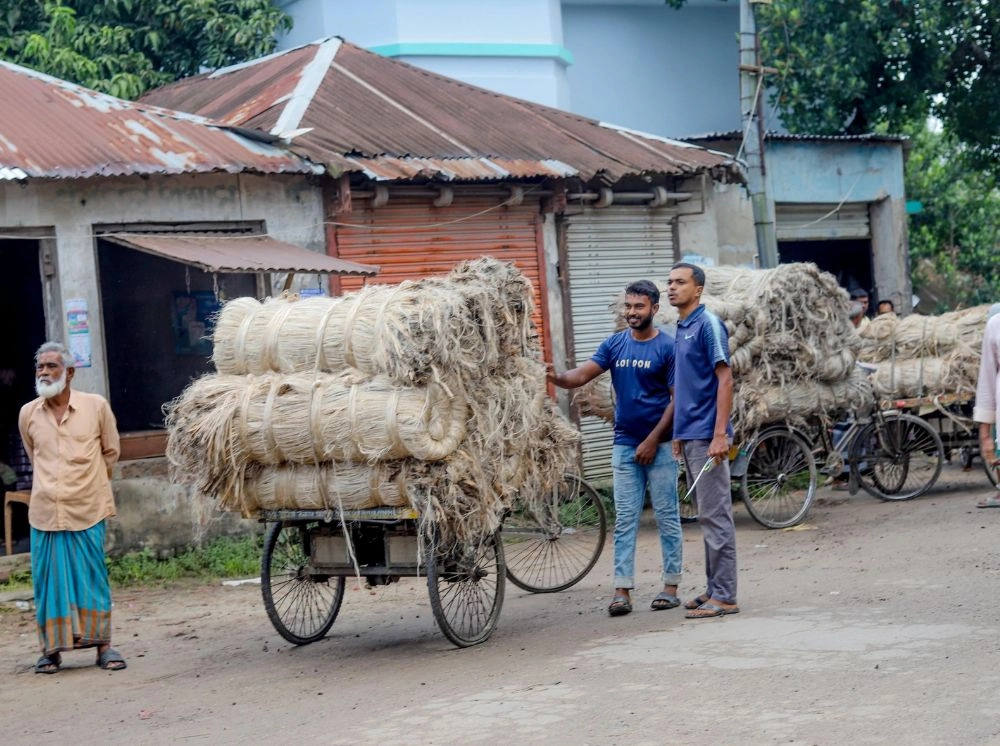 নড়াইলে পাটের দরপতনে বিপাকে চাষি