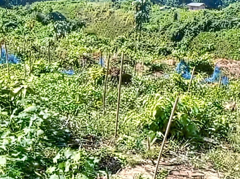 রাতের আঁধারে ৪০০ ফলজ চারা কেটে দিল দুর্বৃত্তরা