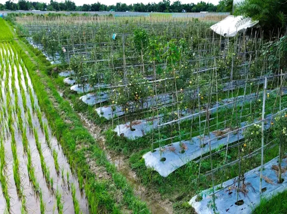 অর্থনীতি সমৃদ্ধ জেলায় হিমাগার নেই, দ্বিগুণ লোকসান কৃষকদের