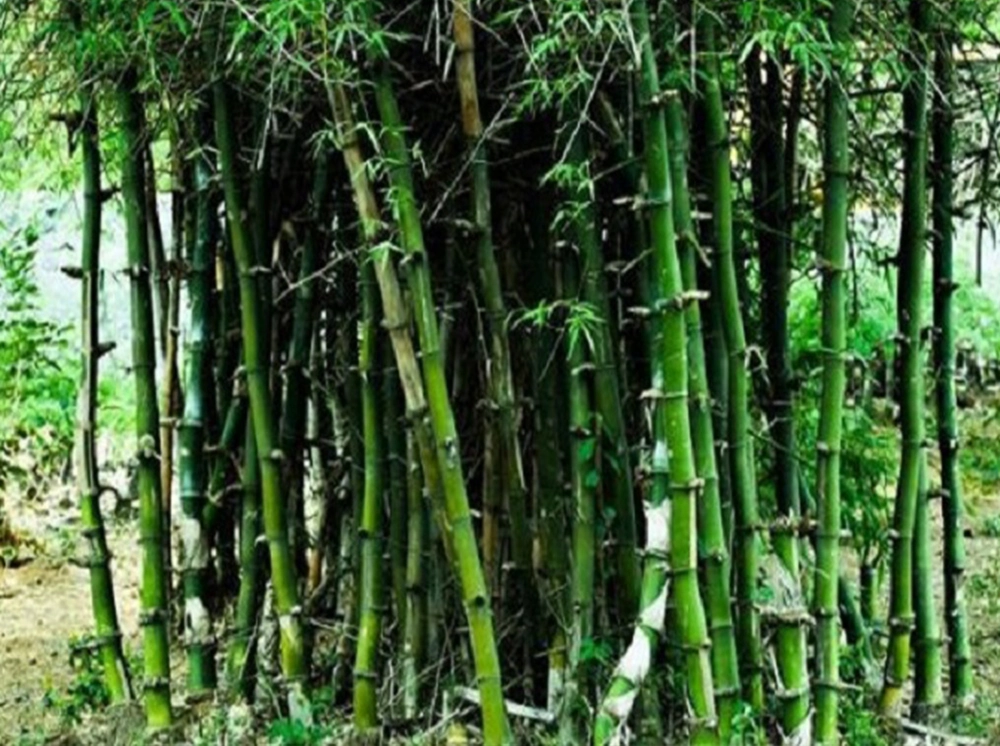 আজ বিশ্ব বাঁশ দিবস