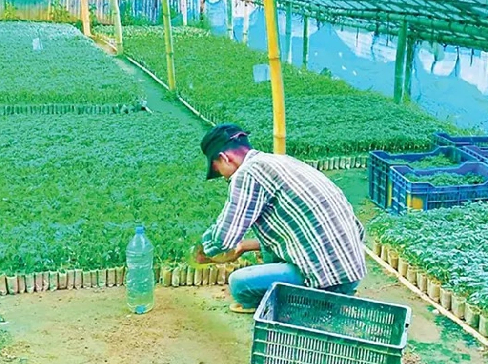 ঋণ নিয়ে টমেটো চাষ, মিলছে না সরকারি সহায়তা