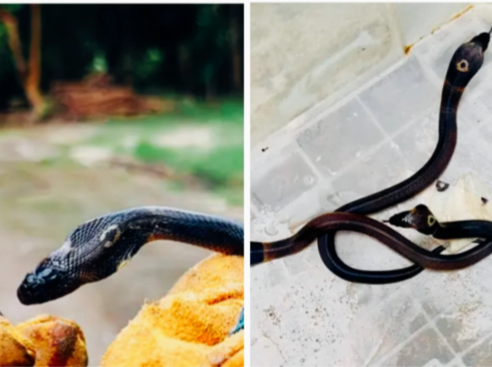 বসতঘরের সিঁড়ির নিচে মিলল ৫ বিষধর মনোক্লেড কোবরা