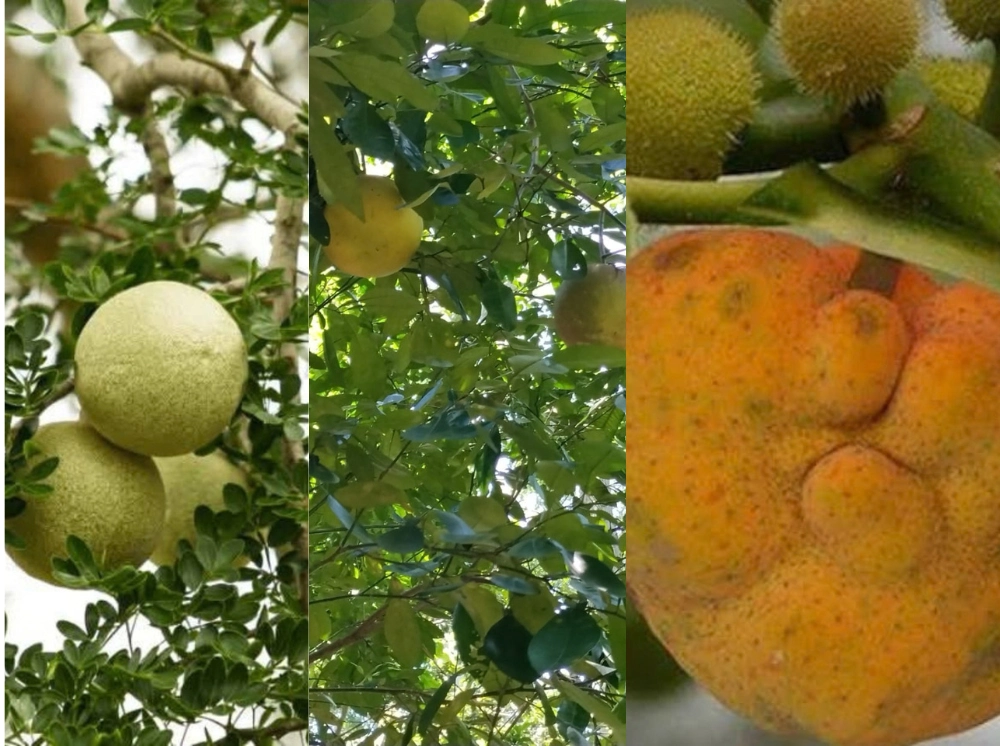 ফরিদপুরে হারিয়ে যাচ্ছে বাতাবি-কদবেল-ঢেউয়া, বাড়ছে বাণিজ্যিক ফলের বাগান