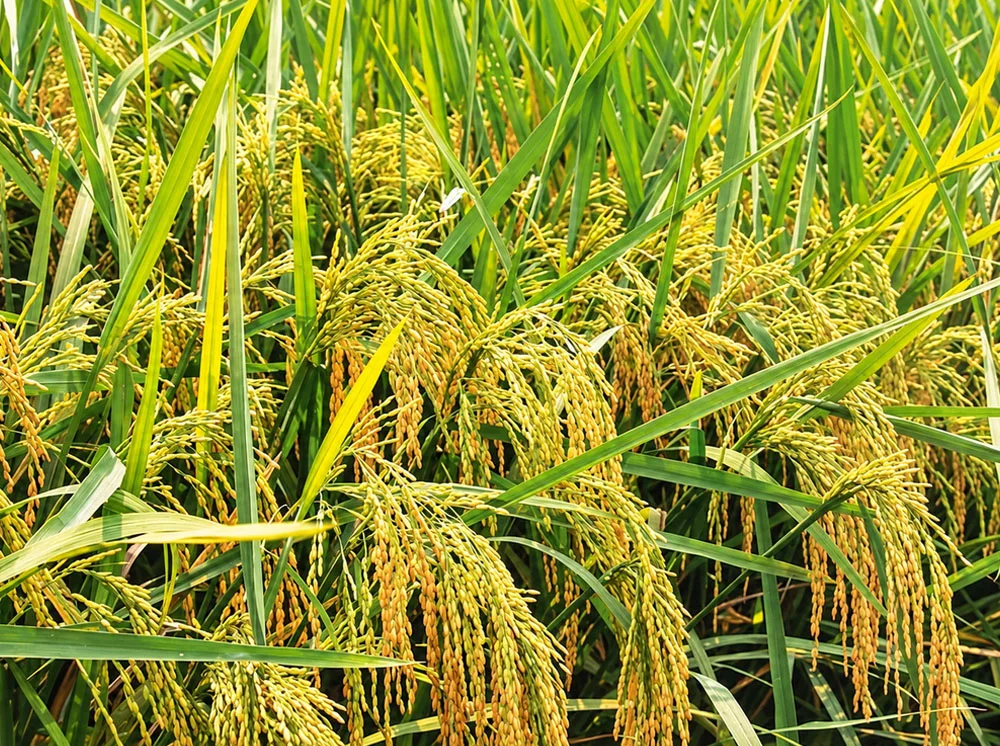প্রচারণায় ‘জাদুকরী’ ফলন: ব্রির ধানে ল্যাব ও মাঠের ব্যবধান ৪০%