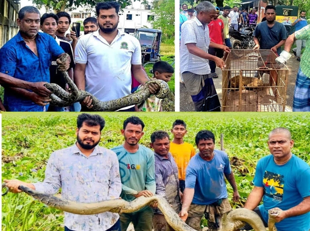 আবাসস্থল হারিয়ে শ্রীমঙ্গলের লোকালয়ে বন্যপ্রাণী, এক মাসে উদ্ধার ২০