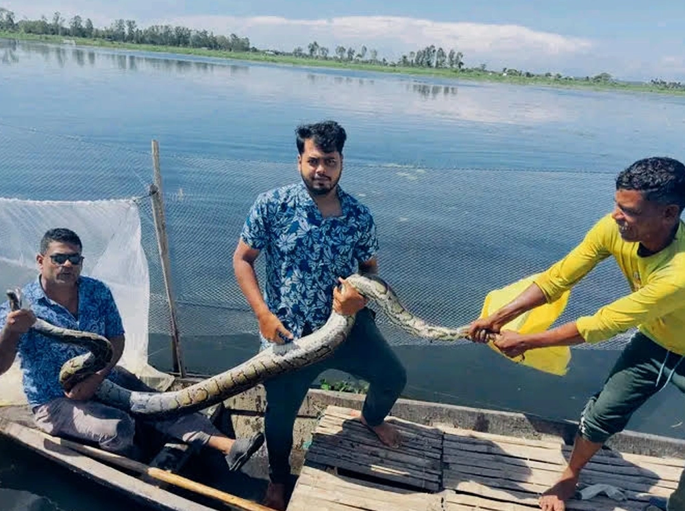 শ্রীমঙ্গলে মাছের জালে আটকা অজগর অক্ষত উদ্ধার