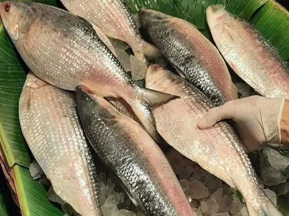 যে কারণে গুজরাট থেকে ইলিশ আসছে বাংলাদেশে
