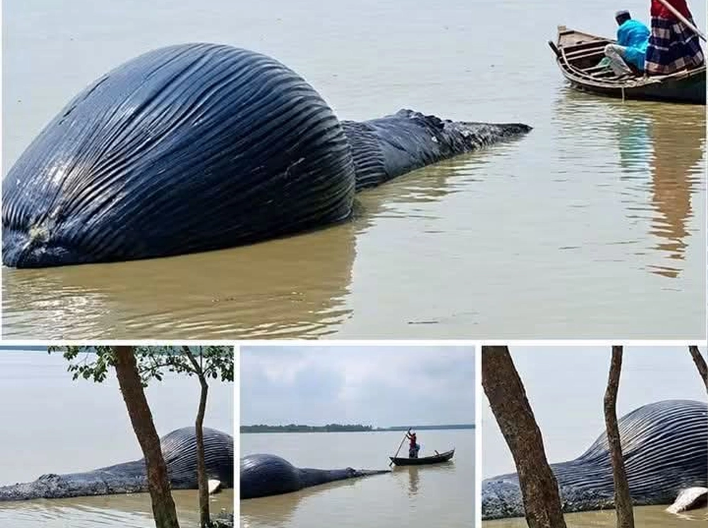 আন্ধারমানিক নদীর তীরে ভেসে এল ৩০ ফুটের মৃত তিমি