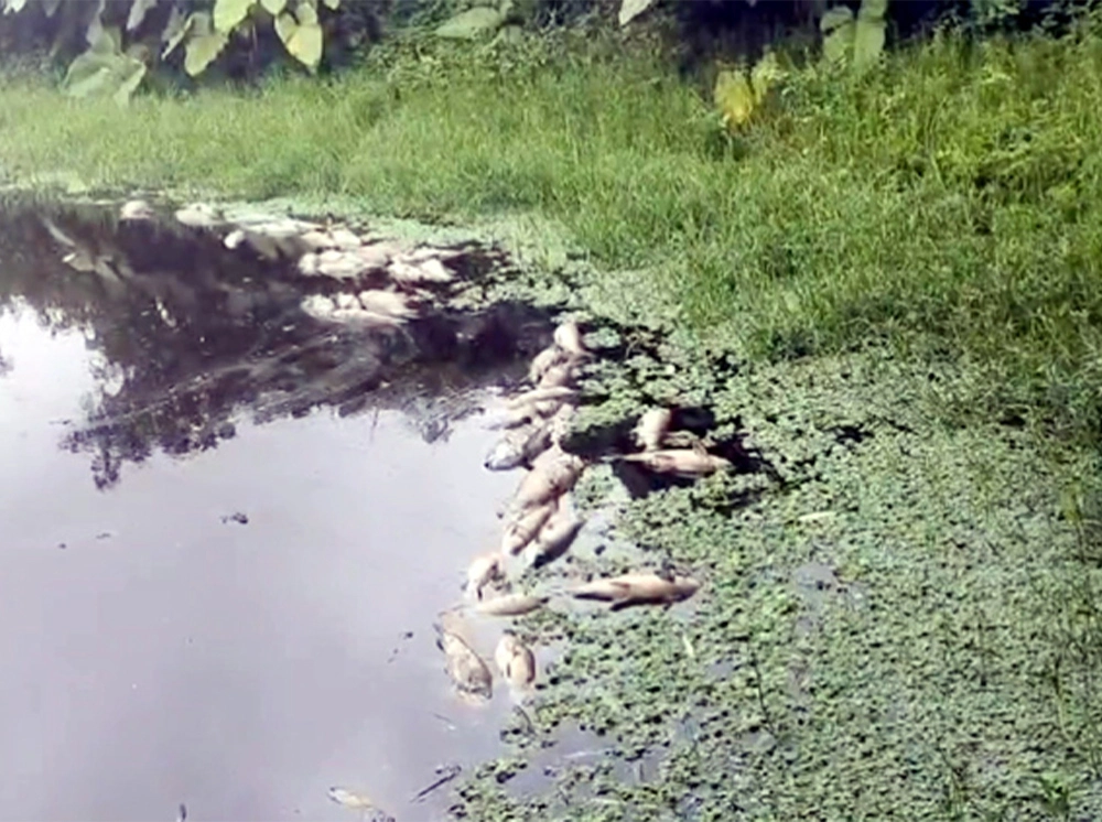 শত্রুতার জেরে পুকুরে বিষ প্রয়োগে দুই লক্ষাধিক টাকার মাছ নিধন