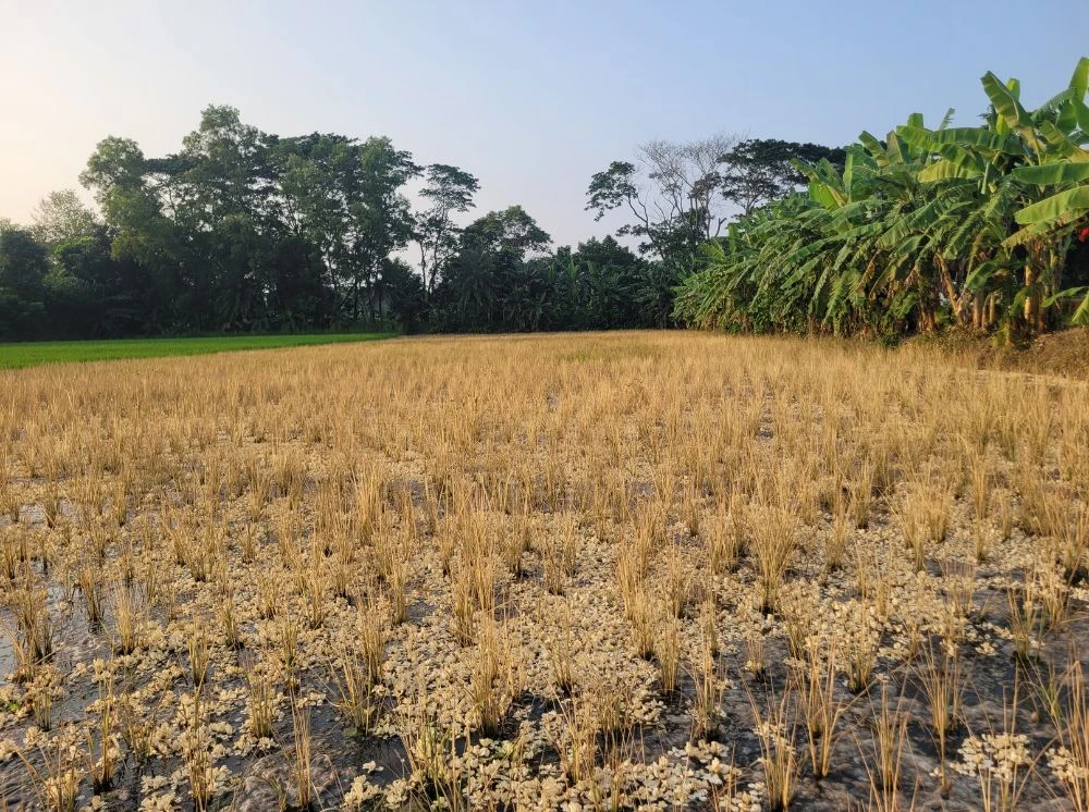 বিষাক্ত কীটনাশকে প্রবাসীর ৬০ শতাংশ জমির ধান নষ্ট