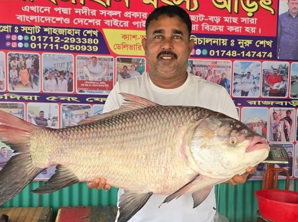পদ্মায় জেলের জালে ২২ কেজির কাতলা, যে দামে বিক্রি