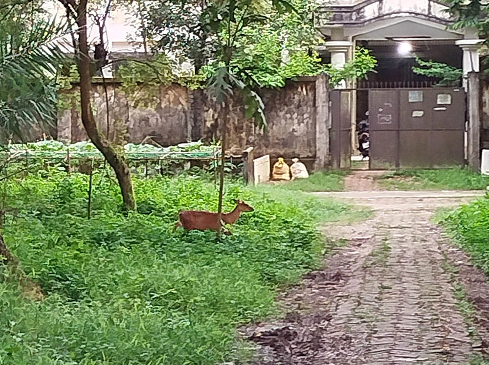 দীর্ঘদিন পর চবি ক্যাম্পাসে দেখা মিলল মায়া হরিণের