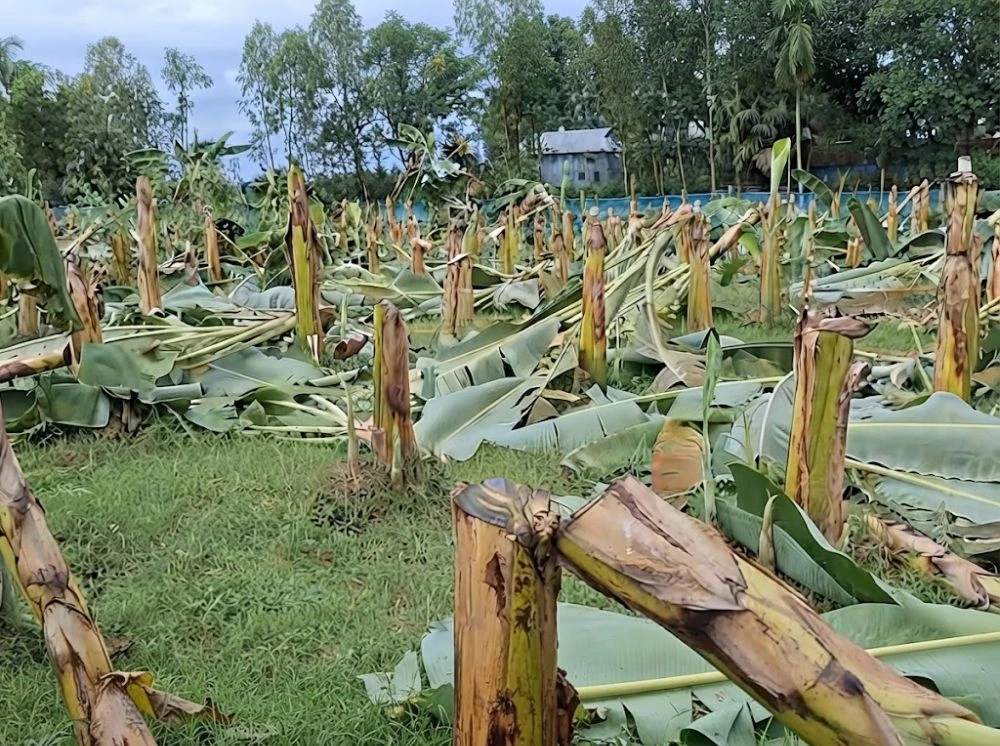 শেরপুরে রাতের আঁধারে ৪০০ কলাগাছ কেটে দিল দুর্বৃত্তরা