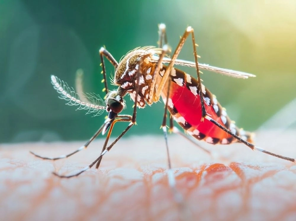 ডেঙ্গুতে একদিনে আরও ৬ মৃত্যু