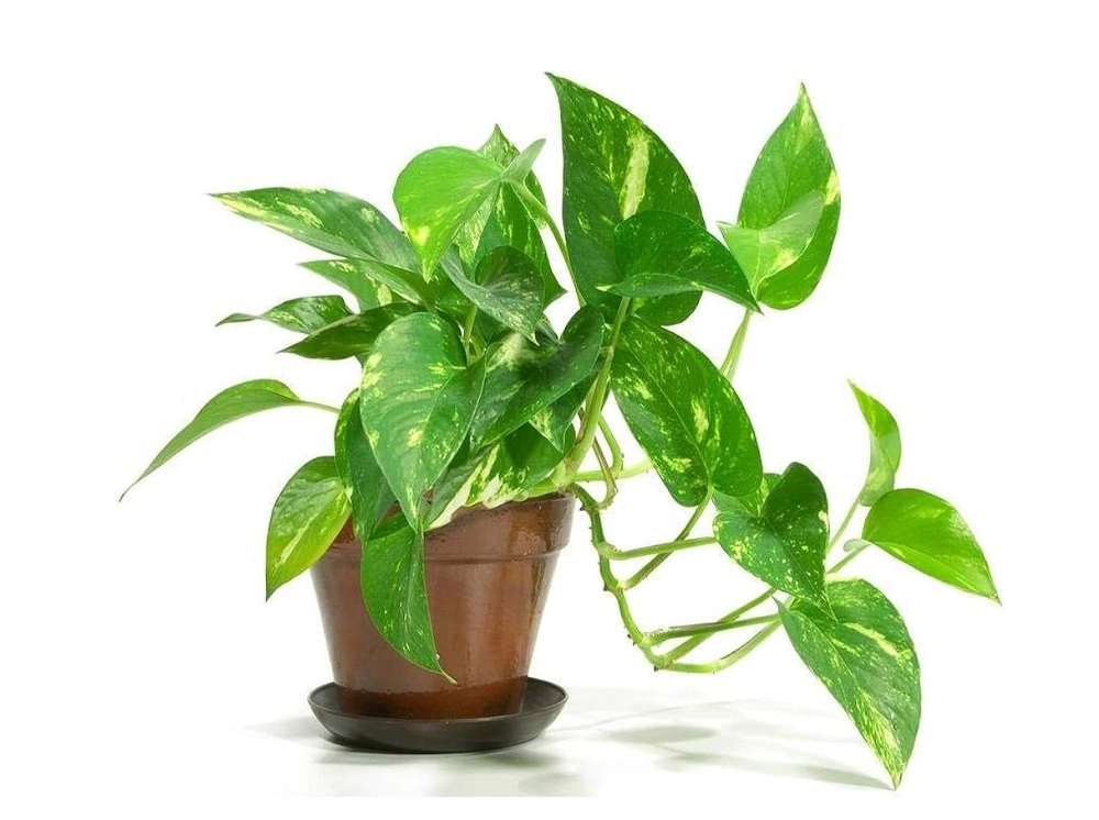 মানি প্ল্যান্ট গাছের নামকরণ কীভাবে হলো