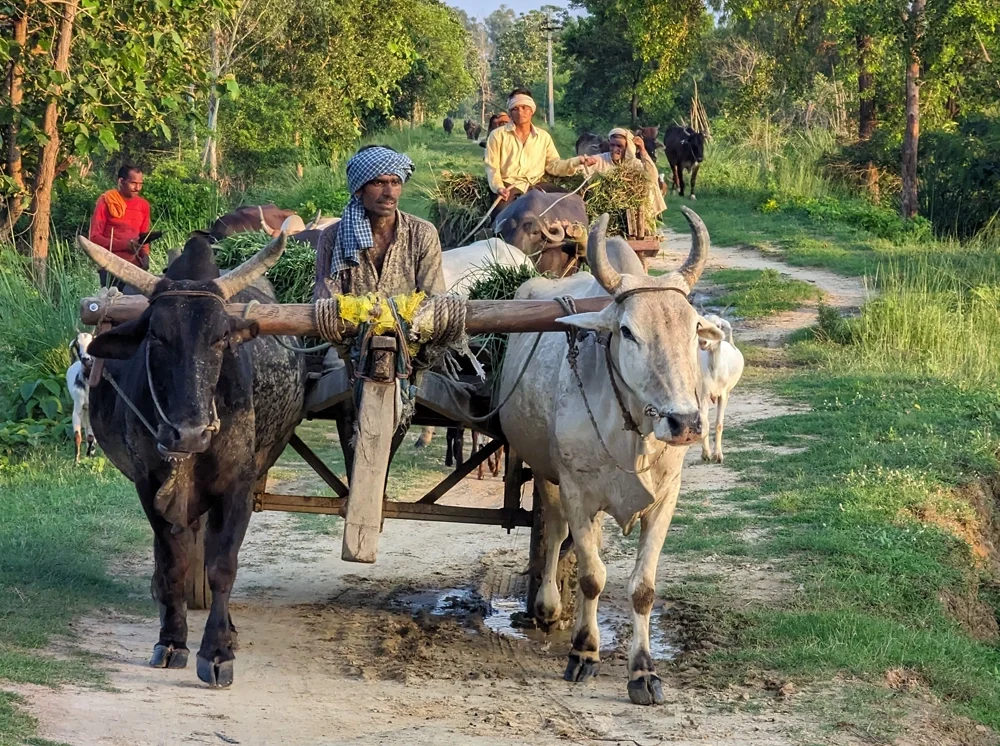 রাজশাহীর গ্রামবাংলায় বিলুপ্তির পথে গরু-মহিষের গাড়ি