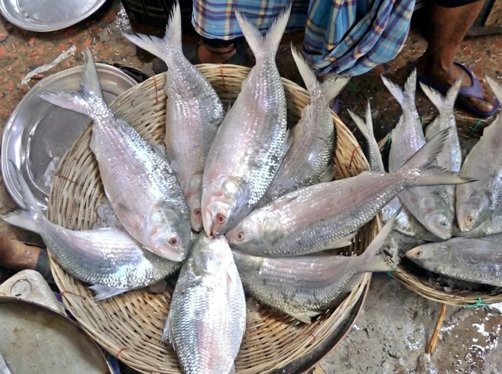 ফের সরগম চাঁদপুরের ইলিশ আড়ত