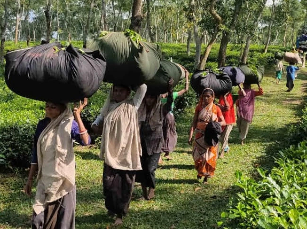 দুর্গাপূজা সামনে, এখনো বোনাস পাননি অনেক চা-শ্রমিক