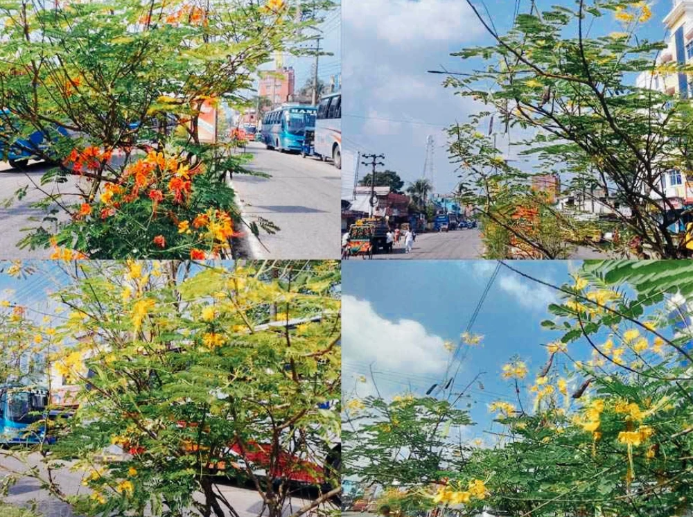 ঢাকা-সিলেট আঞ্চলিক মহাসড়কে রঙ ছড়াচ্ছে রাধাচূড়া-কৃষ্ণচূড়া