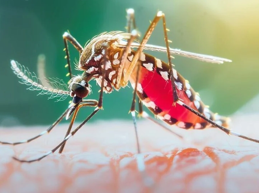 ডেঙ্গুতে আরও ৬ জনের মৃত্যু