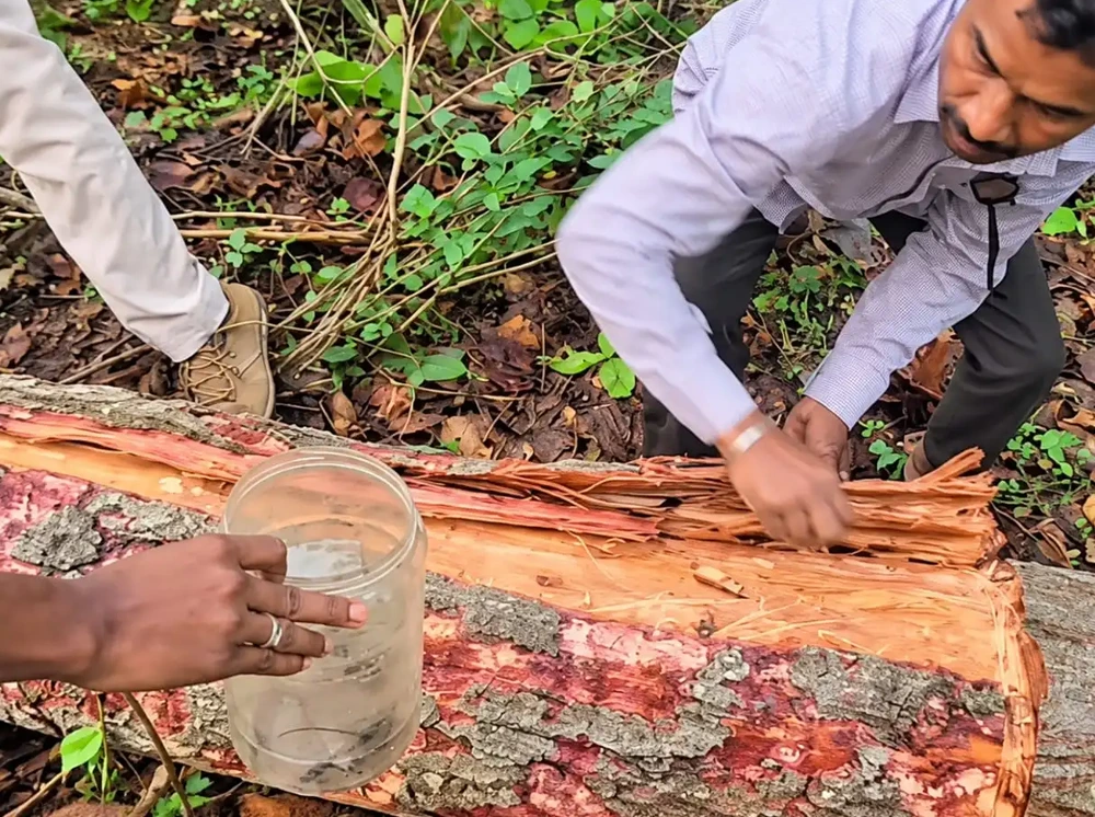 বন বাঁচাতে ১ লাখ ৪৭ হাজার গাছ কেটে ফেলছে ভারত, নেপথ্যে কী?