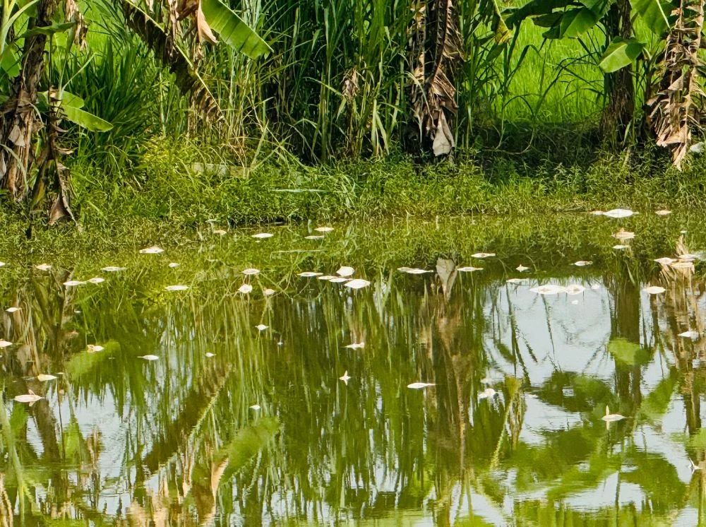 চাঁদা না পেয়ে প্রবাসীর মাছের খামারে বিষ দিলেন বিএনপি নেতা