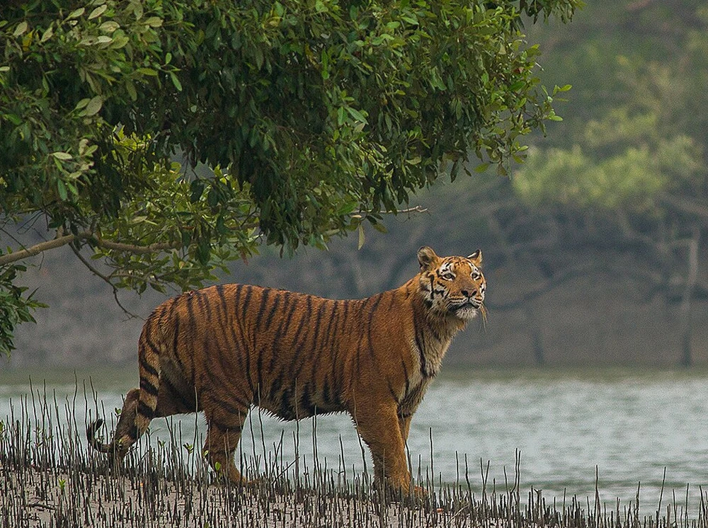 বাঘ আতংকে সুন্দরবনসংলগ্ন ৩ গ্রামবাসী, চলছে রাত জেগে পাহারা