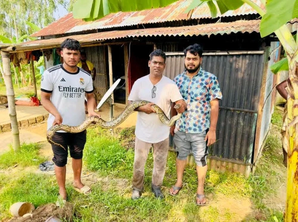 মৌলভীবাজারে মাছ ধরার জালে আটকা অজগর অক্ষত উদ্ধার