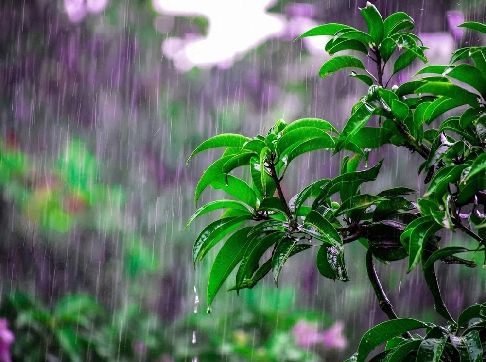 বাজছে মৌসুমি বায়ুর বিদায়ের ঘণ্টা, বজ্রসহ বৃষ্টির আভাস