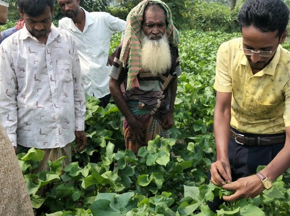যশোরে তুলার আবাদ-উৎপাদনে নতুন গতি