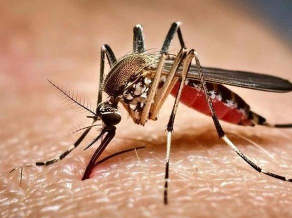 ডেঙ্গুতে আরও একজনের মৃত্যু, হাসপাতালে ভর্তি ১,১৬৩