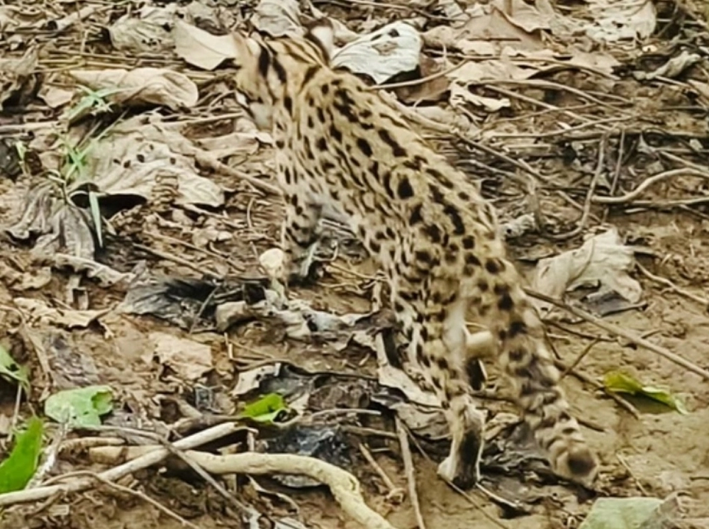 খাগড়াছড়িতে বিরল চিতা বিড়াল উদ্ধার, বনে অবমুক্ত