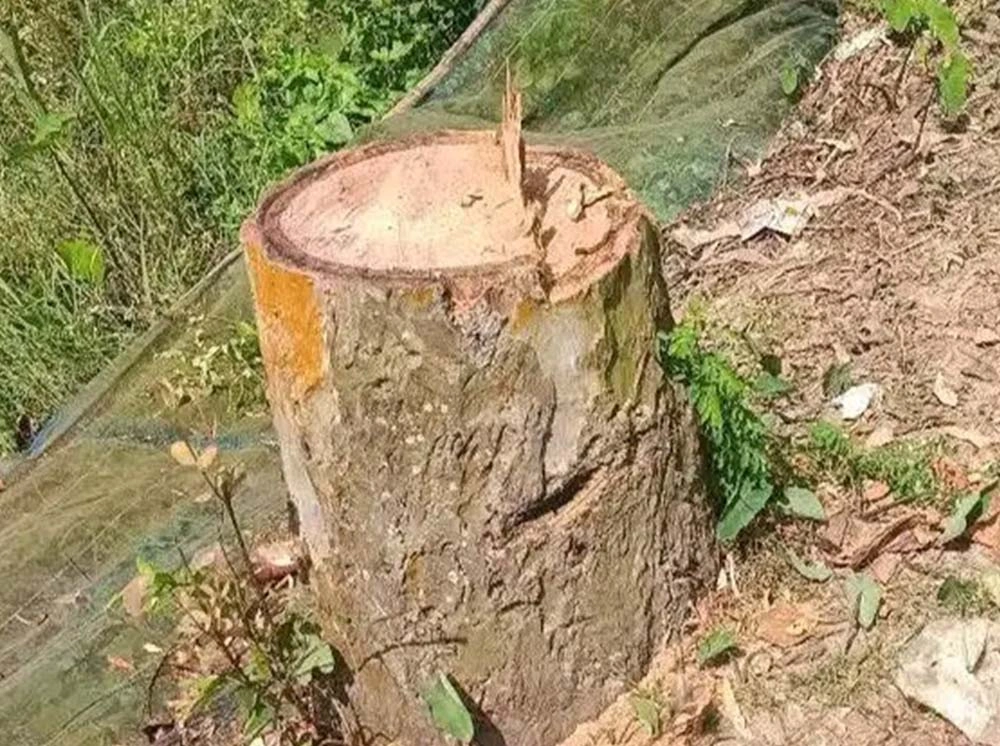 রাতের আঁধারে এলজিইডির সড়কের ১৪টি গাছ চুরি