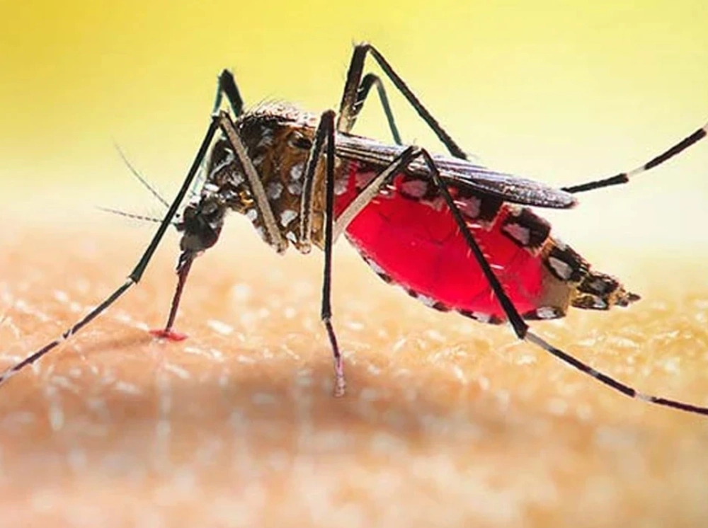 ডেঙ্গুতে আরও ৬ মৃত্যু, চলতি বছর প্রাণহানি ২৬২