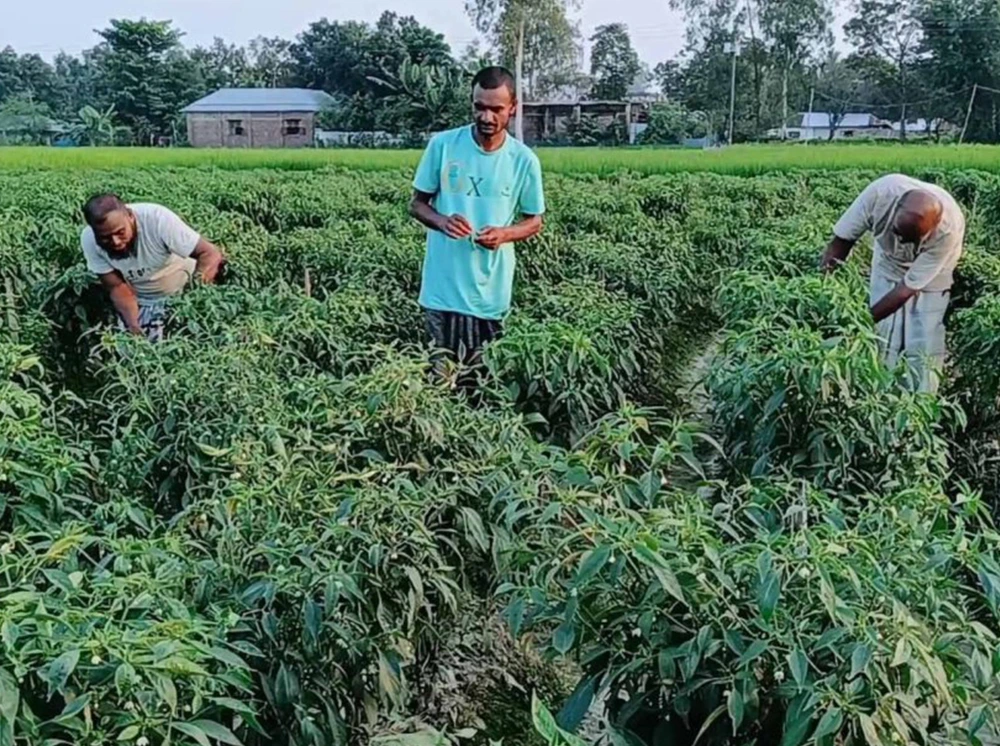 কম খরচে ভালো দাম, হিলিতে বাড়ছে কাঁচামরিচ চাষ